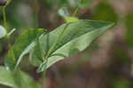 Clasping coneflower